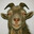 sir goat