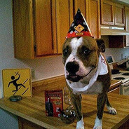 velo skins.army SKINS