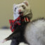 Mr.FerreT