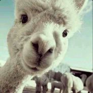 HelloNiluo