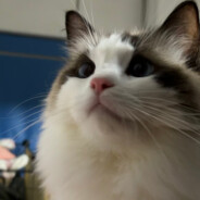 【虎啸锐辰盟】河口大七八