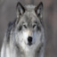 Greyer Wolf