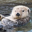 Sea Otters Sand Cakes