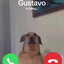 Gustavo