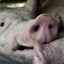 Krankes Schwein