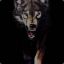 Wild Wolf