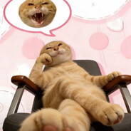 欺负一只小猫？