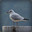songzibird