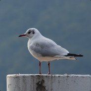 songzibird
