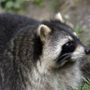 Raccoon