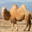 21camels