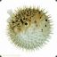 The Promiscuous Pufferfish