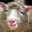 SHEEPY
