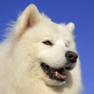 samoyed