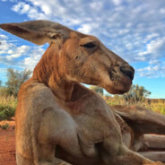 [K]anguru - steam id 76561198026452065