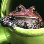 Judgemental Frog Steam avatar
