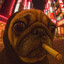 Business Pug