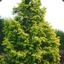 Metasequoia