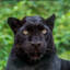 Black Panther aka T&#039;Challa