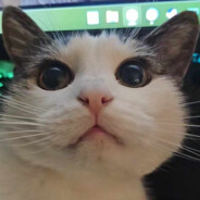 tess - steam id 76561198166005045