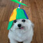 Avatar of player slattymercilessclown26th