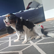 ✿︎𝕮𝖎𝖕𝖊𝖐✞