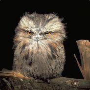 Nurket avatar