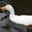 duck king avatar