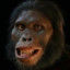 australopithecus