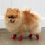 fluffy pomeranian