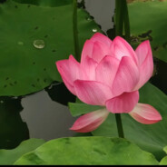 打我队友就别打我了哦