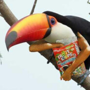 Tucan