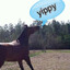 yippy