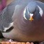 Pigeon, Scourge of Crumbs