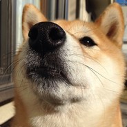 Doggo