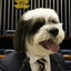Senador