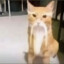 小猫老弟