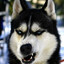 Husky