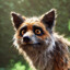 Stinkefuchs