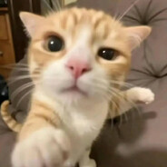 Catpuke