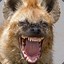 AVE_HYENA