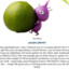 Pikmin