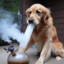 Dog With a Bong
