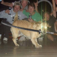 cachorro ninja