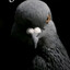 The Pigeon