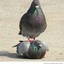 Pigeon