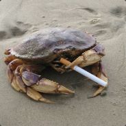 Crab