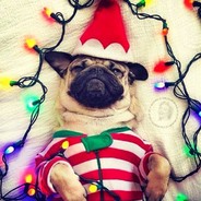 Christmas Pug (^-^)