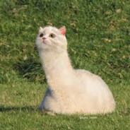 llama's avatar