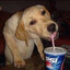 Hossain Pepsi